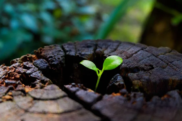 Plante Poussant Travers Tronc Souche Arbre — Photo