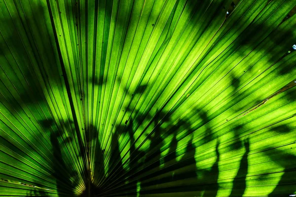 Liść Zielony Fan Palm Dla Tekstura Tło — Zdjęcie stockowe