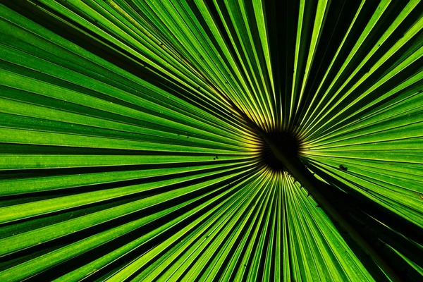 背景纹理的绿色风扇棕榈叶 — 图库照片