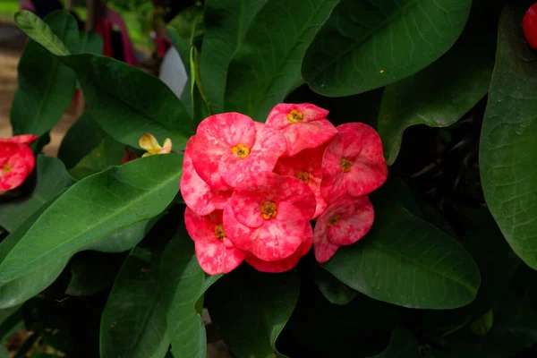 Primer Plano Rosa Corona Espinas Flores Con Gota Agua Euphorbia — Foto de Stock