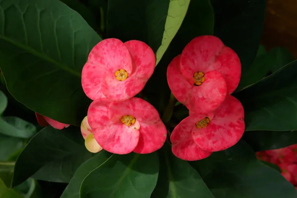 Close Roze Kroon Van Doornen Bloemen Met Waterdruppel Euphorbia Milli — Stockfoto