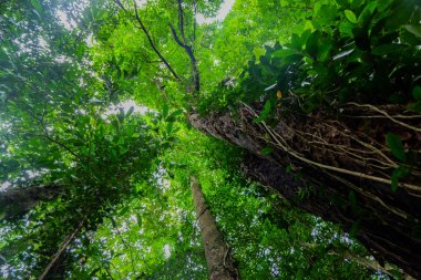 Deniz meşe ağacı orman solucan göz görünümü konsepti ile altından ararken. Seçici odak doku vurdu gövde üzerinde