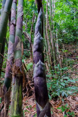 Genç bambu sürgün, bambu Filiz ormanda.
