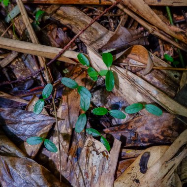 kum üzerinde büyüyen küçük bitki