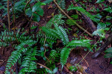 Close-up tazelik Selaginella involvens fern, yağmur ormanında büyüyen küçük eğreltiotu yaprakları