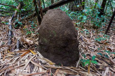  güneşli bir sonbahar ormanda büyük karınca yuvası
