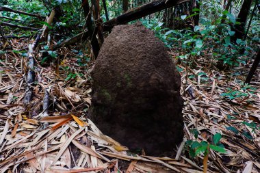  güneşli bir sonbahar ormanda büyük karınca yuvası