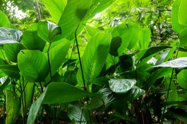 çiğ genç yeşil çimenlerin üzerinde bırakır. Taze yeşil bahar çimen çiy damlaları closeup ile. Yumuşak odak. Doğa Background.Grass bıçaklar çiğ damlaları ile güneşin doğuşunu sabah sis soyut.