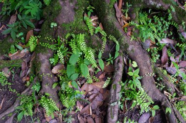 Baldırıkara otu fern. Asplenium thunbergii Kuntze, bitki arka plan