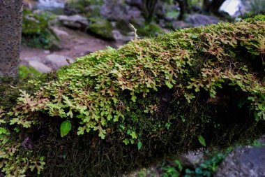 Close-up tazelik Selaginella involvens fern, yağmur ormanında büyüyen küçük eğreltiotu yaprakları