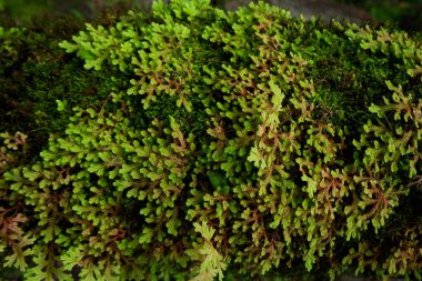 Close-up tazelik Selaginella involvens fern, yağmur ormanında büyüyen küçük eğreltiotu yaprakları