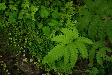 Close-up tazelik Selaginella involvens fern, yağmur ormanında büyüyen küçük eğreltiotu yaprakları