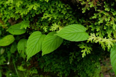 küçük fern ve asma yaprakları yağmur ormanlarında büyüyen