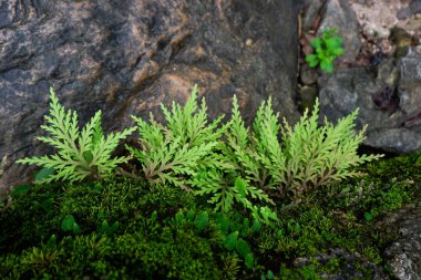 Close-up tazelik Selaginella involvens fern, yağmur ormanında büyüyen küçük eğreltiotu yaprakları