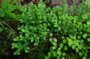 Close-up tazelik Selaginella involvens fern, yağmur ormanında büyüyen küçük eğreltiotu yaprakları