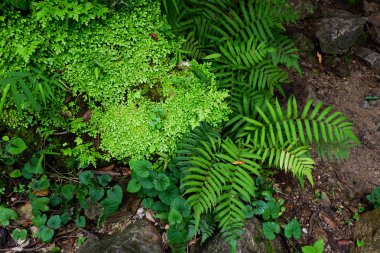 Close-up tazelik Selaginella involvens fern, yağmur ormanında büyüyen küçük eğreltiotu yaprakları