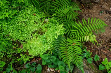 Close-up tazelik Selaginella involvens fern, yağmur ormanında büyüyen küçük eğreltiotu yaprakları