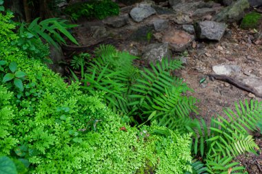 Close-up tazelik Selaginella involvens fern, yağmur ormanında büyüyen küçük eğreltiotu yaprakları