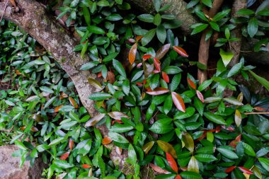 Ağaç kökleri ve yağmur ormanlarında Tayland yemyeşil bitki örtüsü desteklemek