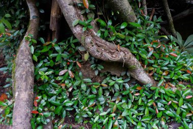 Ağaç kökleri ve yağmur ormanlarında Tayland yemyeşil bitki örtüsü desteklemek