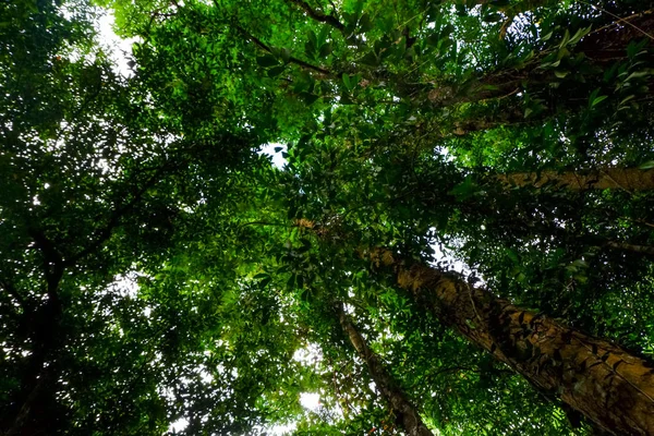 Deniz meşe ağacı orman solucan göz görünümü konsepti ile altından ararken. Seçici odak doku vurdu gövde üzerinde.
