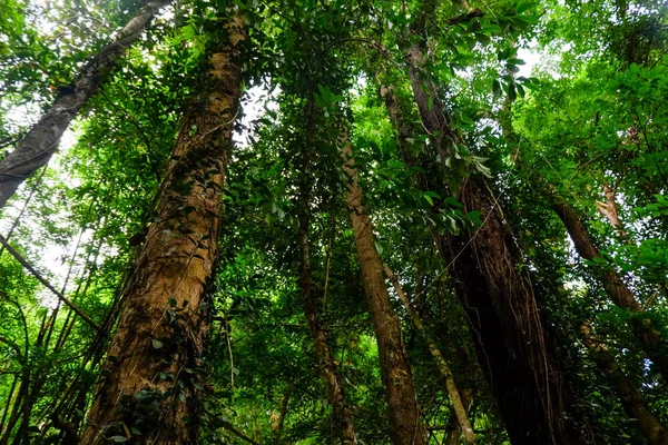 Olhando Para Cima Partir Debaixo Floresta Carvalho Marinho Com Visão — Fotografia de Stock