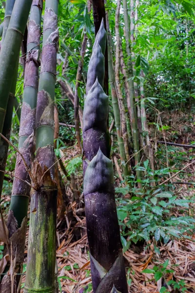 Genç bambu sürgün, bambu Filiz ormanda.