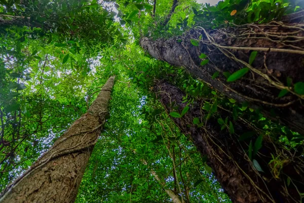 Olhando Para Cima Partir Debaixo Floresta Carvalho Marinho Com Visão — Fotografia de Stock