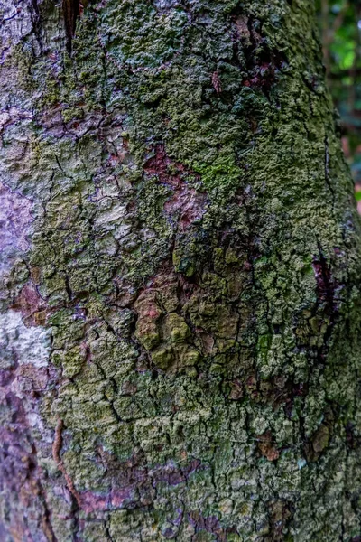 Βρύα Στο Φλοιό Δέντρου — Φωτογραφία Αρχείου