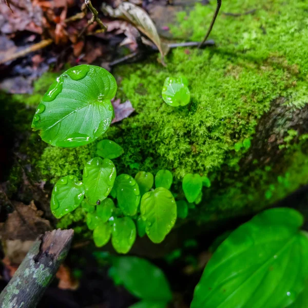 Leaf Begonia Flowers Closeup Forest — Stock Photo, Image