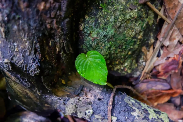 Hoja Flores Begonia Primer Plano Bosque — Foto de Stock