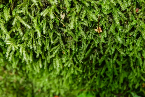 Yeşil yosun ile büyük kaya arka plan, doku pjhotography