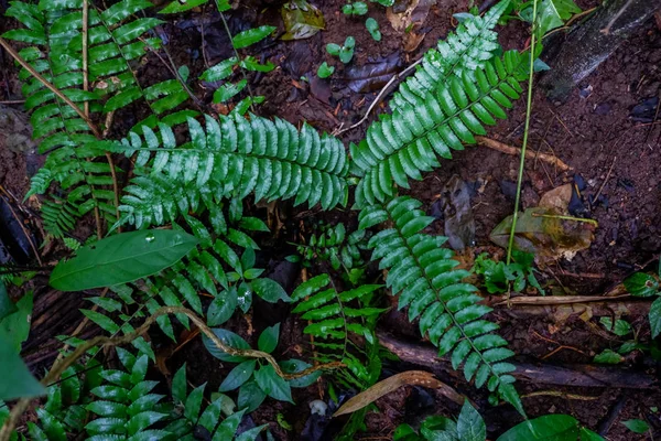 Primer Plano Frescura Selaginella Involucra Helecho Pequeñas Hojas Helecho Creciendo —  Fotos de Stock