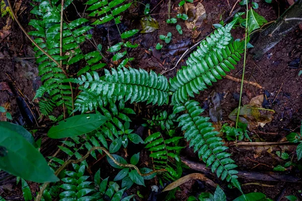 Close Frescura Selaginella Envolve Samambaia Pequenas Folhas Samambaia Crescendo Floresta — Fotografia de Stock