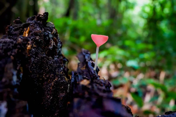 Primer Plano Cookeina Rama Caída Bosque Tropical Provincia Saraburi Tailandia — Foto de Stock