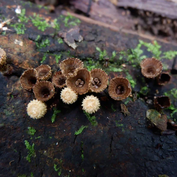 森林里的神奇蘑菇 — 图库照片