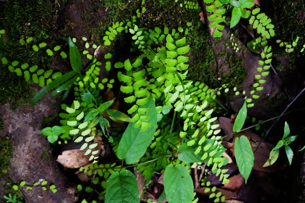 Helecho Maidenhair Asplenium Thunbergii Kuntze Fondo Vegetal — Foto de Stock