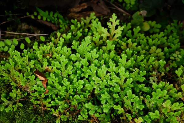Close-up tazelik Selaginella involvens fern, yağmur ormanında büyüyen küçük eğreltiotu yaprakları