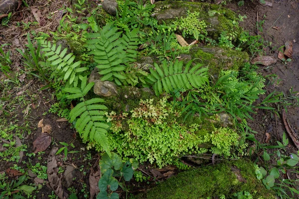 卷兖州蕨 小蕨叶在雨林中生长的特写 — 图库照片