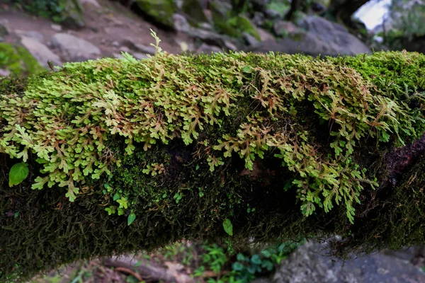 Close Freshness Selaginella Involvens Fern Small Fern Leaves Growing Rain — Stock Photo, Image