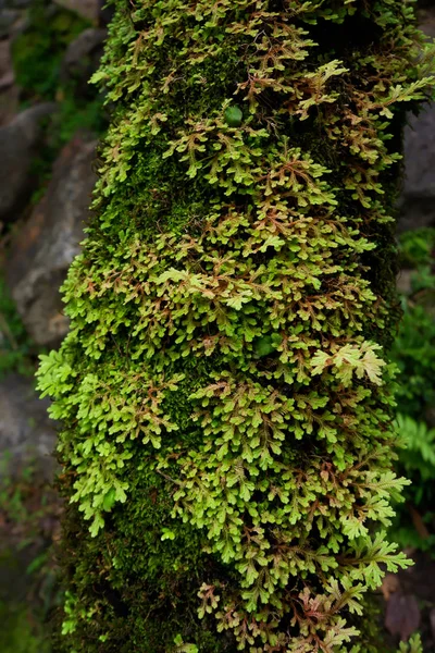 Close-up tazelik Selaginella involvens fern, yağmur ormanında büyüyen küçük eğreltiotu yaprakları