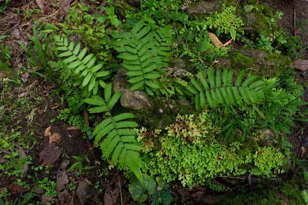 Close-up tazelik Selaginella involvens fern, yağmur ormanında büyüyen küçük eğreltiotu yaprakları