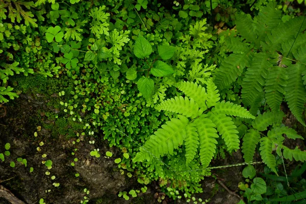 卷兖州蕨 小蕨叶在雨林中生长的特写 — 图库照片