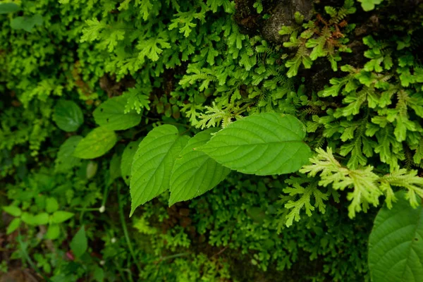 Piccole Felci Foglie Vite Che Crescono Nella Foresta Pluviale — Foto Stock