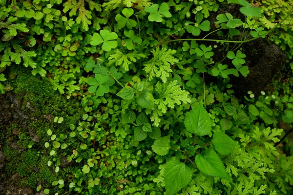 Gros Plan Sur Fraîcheur Selaginella Involvens Fougère Petites Feuilles Fougère — Photo