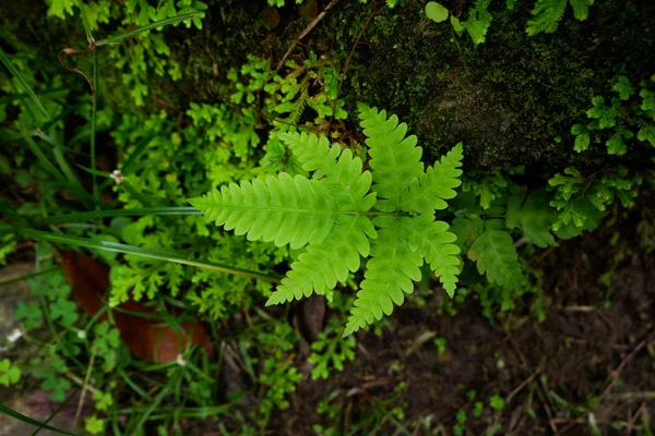 Close Tazelik Selaginella Involvens Fern Yağmur Ormanında Büyüyen Küçük Eğreltiotu — Stok fotoğraf