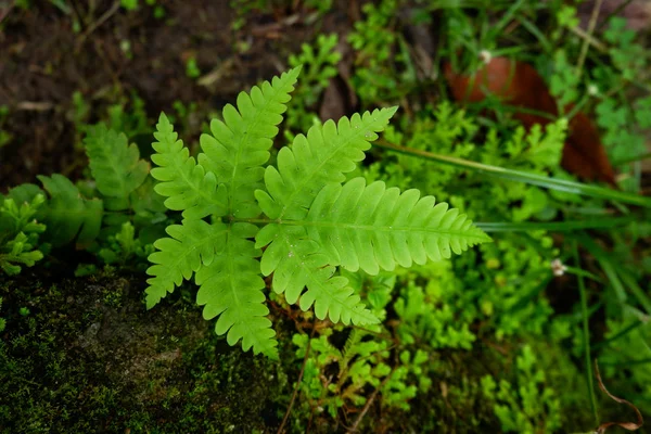 Gros Plan Sur Fraîcheur Selaginella Involvens Fougère Petites Feuilles Fougère — Photo