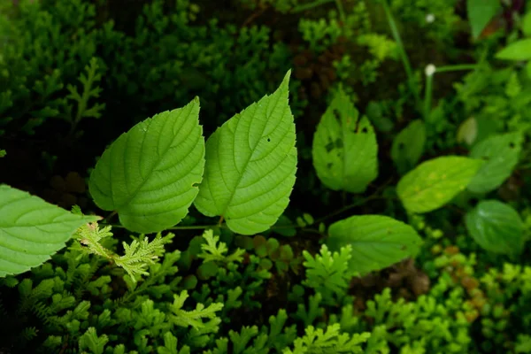 Small Fern Vine Leaves Growing Rain Forest — Stock Photo, Image