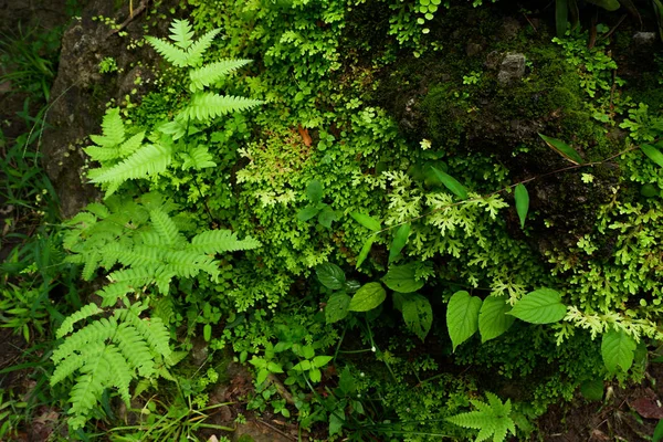 Close Tazelik Selaginella Involvens Fern Yağmur Ormanında Büyüyen Küçük Eğreltiotu — Stok fotoğraf
