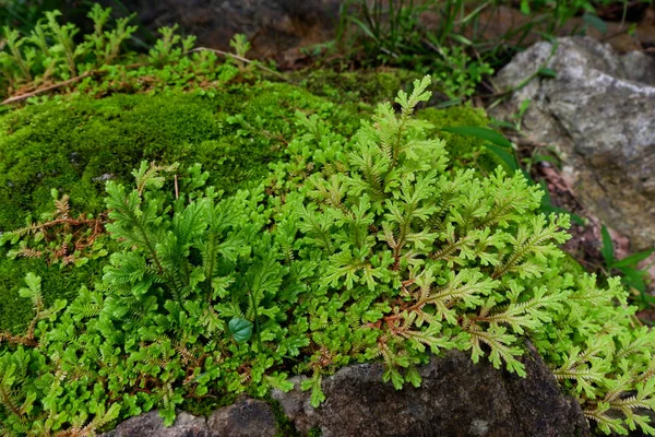 Close-up tazelik Selaginella involvens fern, yağmur ormanında büyüyen küçük eğreltiotu yaprakları